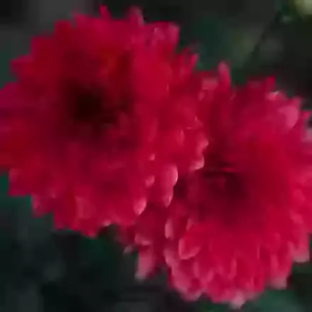 Dahlias